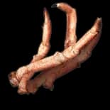 Crab Leg