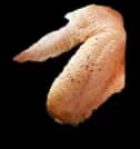 Fowlbeast Wing