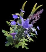 Fragrant Flowers