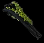 Leafy Branch