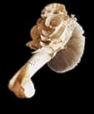 Marrow Fungus