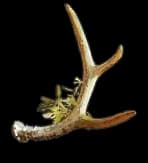 Mastic Gland