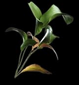 Vanilla Stalk
