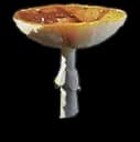 Woodchip Fungus