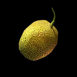 Citrome Seed