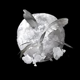 Feathers Packed in a Snowball