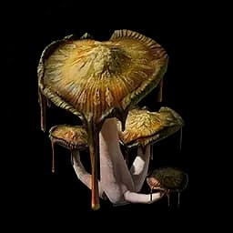 Rare Fungus