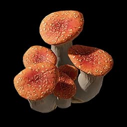 Ruby Bolete