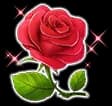 Gorgeous Rose