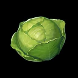 Cabbage