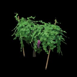 Newly Grown Grapevines