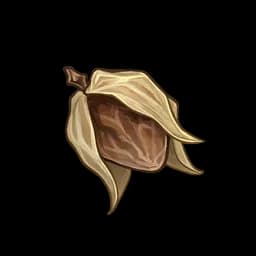 Shriveled Seed