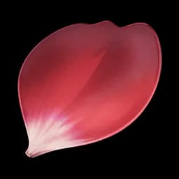 Rose Petal