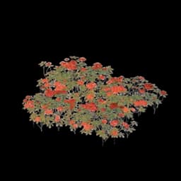 Blazing Bloom