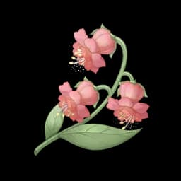 Blossom Essence