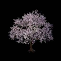 Blossom Tree