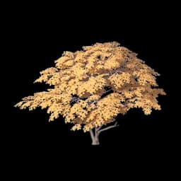 Broad-Crown Tree