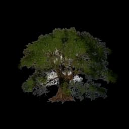 Broadleaf Tall Tree