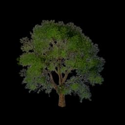 Broadleaf Tree