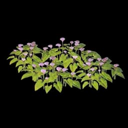 Callabloom