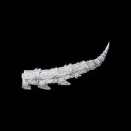 Coccyx Fossil