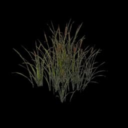 Common Reed