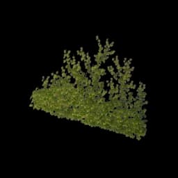 Creeping Green Vine