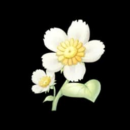 Daisy