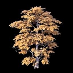 Dense-Crown Tree