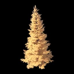 Dense-Leaf Fir