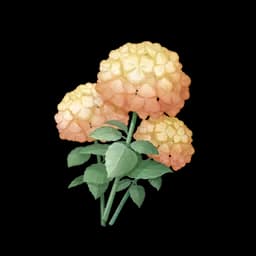 Duotone Honey Pomponbloom