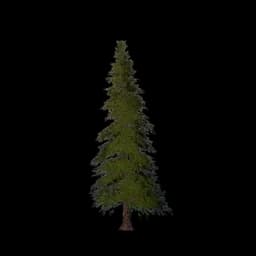 Garden Pine Tree