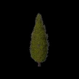 Garden Sapling