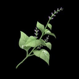 Herbal Aroma