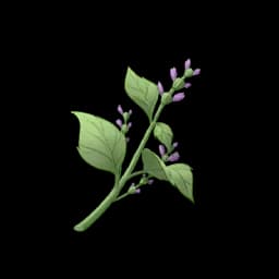 Herbal Scent