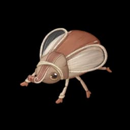 Leatherbag Beetle