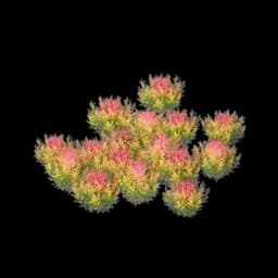 Lolo Flower