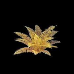 Low Fern Bush