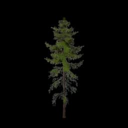 Needleleaf Tree
