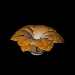 Petal-Shape Soft Brush