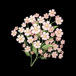 Pink Starbloom