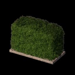 Rectangular Shrub