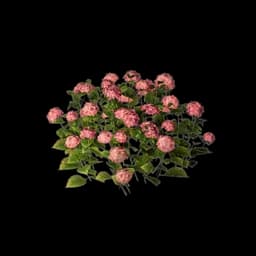Red Flowerbed