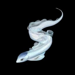 Ribbon Eel
