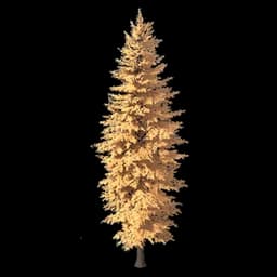 Scale-Leaf Fir