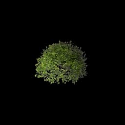 Shrub (Clustered)