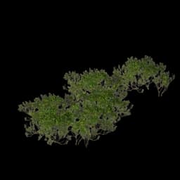 Shrub (Dense)