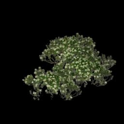 Shrub (Floral)