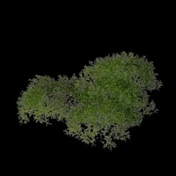 Shrub (Sparse)