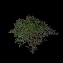 Shrub (Tall)